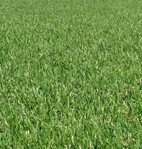 Go Turf Classic Sports