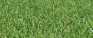 Go Turf Classic Turf