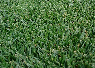Go Turf Rhizomatous Tall Fescue (Really Tough Turf)