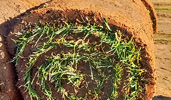 Over-seeding, top-dressing and repairs