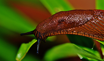 Pest Control