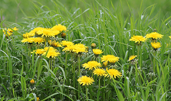 Weeds & Moss